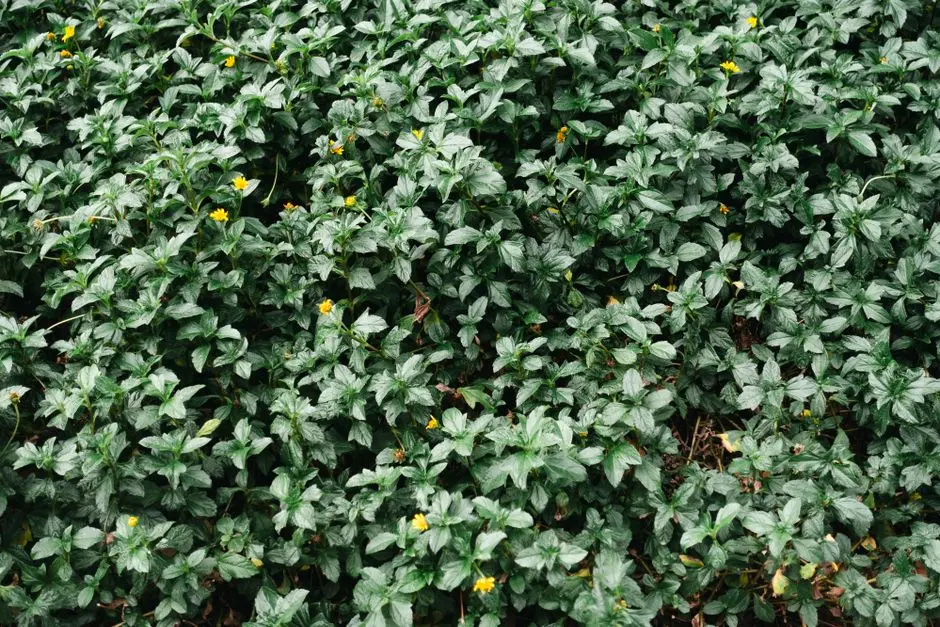 Garden at GODREJ PRIME, Chembur, Mumbai