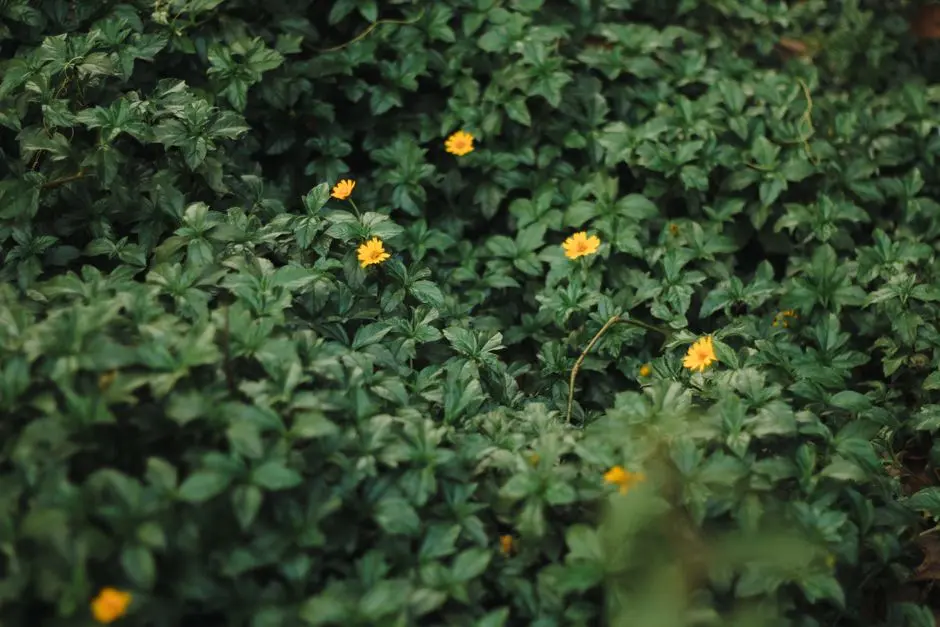 Garden at GODREJ OASIS, Sector 88A, Gurgaon