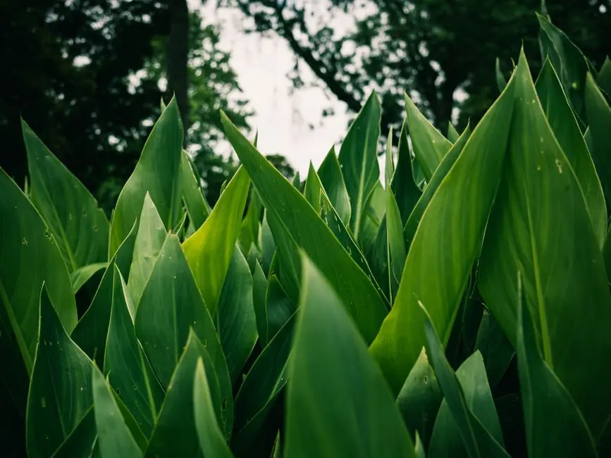 Garden at GODREJ HEBBAL, Bangalore