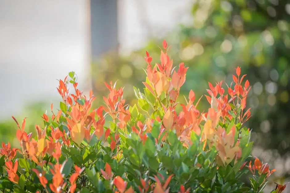 Garden at GODREJ HILL RETREAT, Mahalunge, Pune