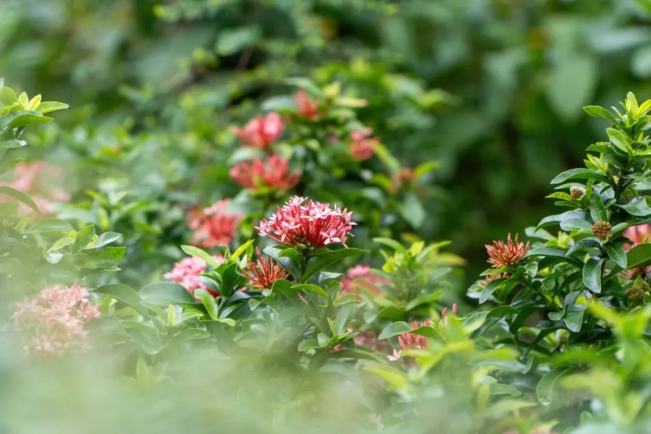 Garden at GODREJ JADE HEIGHTS, Thombrewadi, Navi Mumbai
