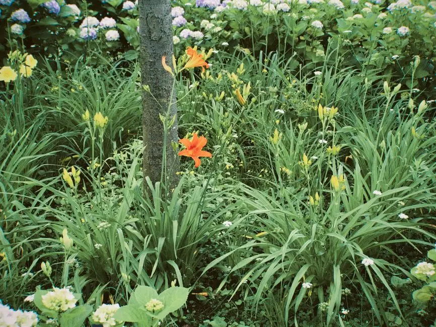 Garden at GODREJ TOLLYGUNGE, Kolkata