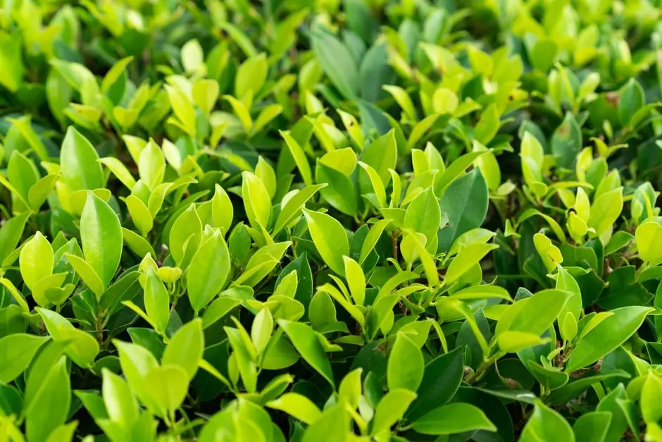 Garden at GODREJ PLOTS SAMRUDHHI MAHAMARG, Samruddhi Mahamarg, Nagpur