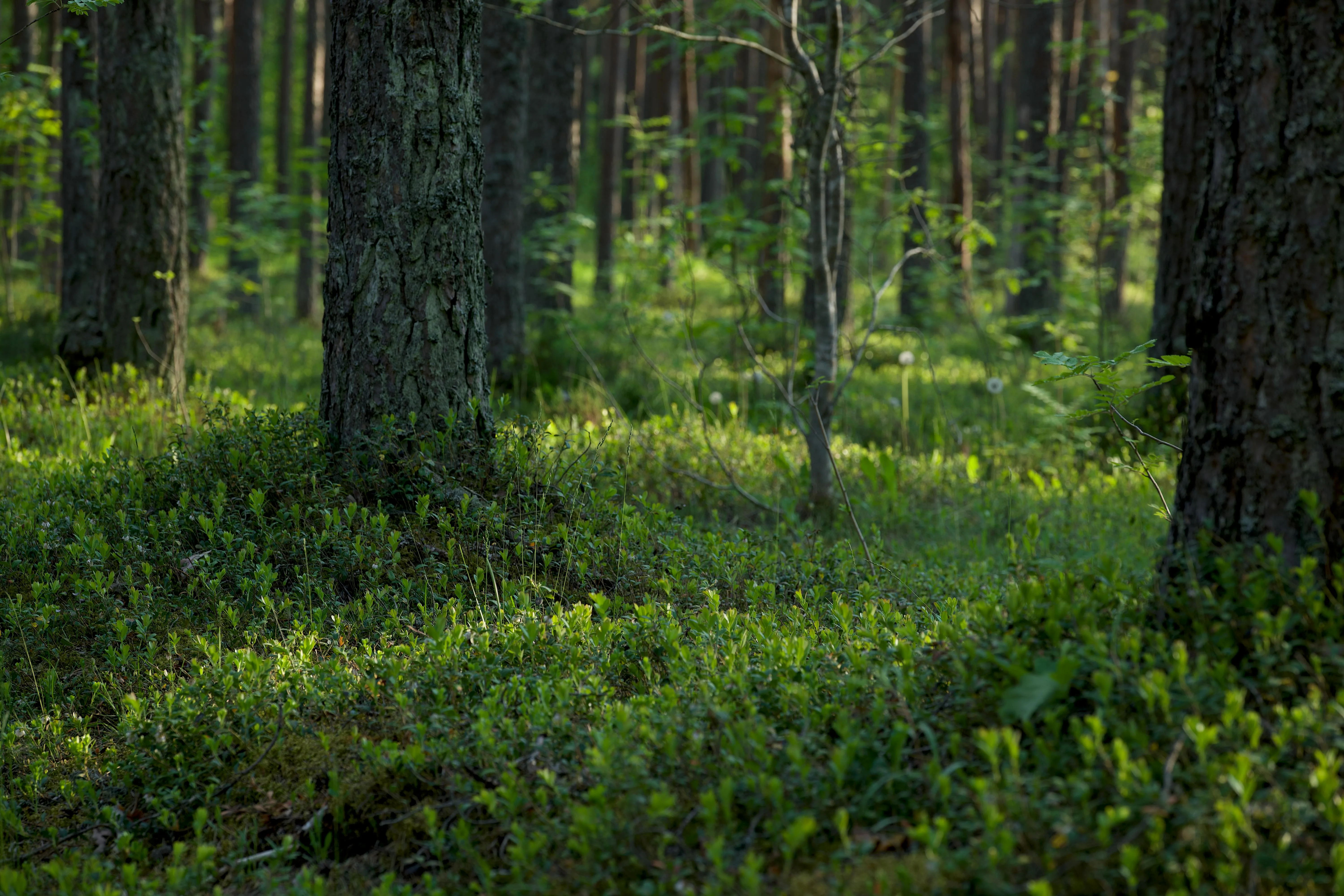 Godrej Nature Plus